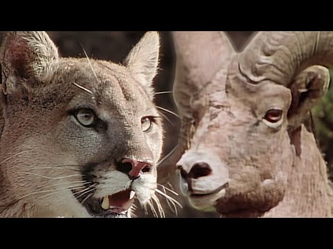 Wild America Specials | The Predators | HD