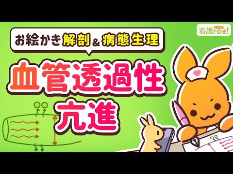 【循環器系】血管透過性亢進｜お絵かき解剖＆病態生理