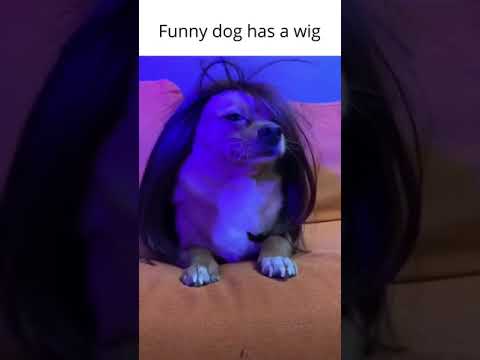 Funny dog  has a wig #shorts