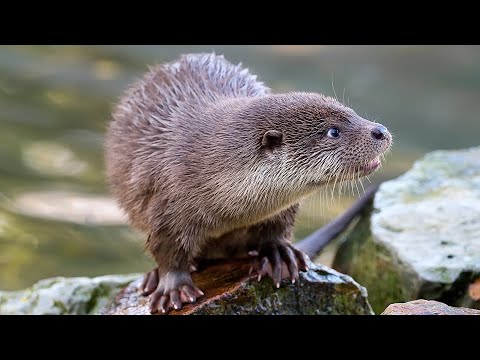 Wild America Short | River Weasel Fish Chase