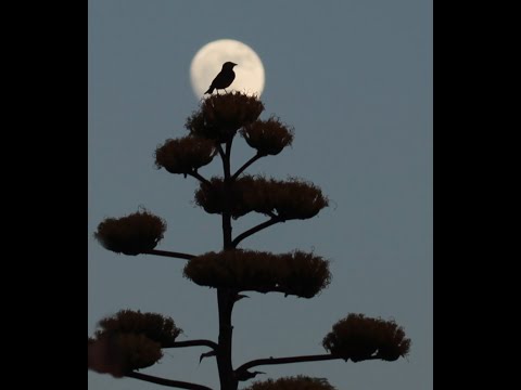 Moonwise at sunrise on the west slope of the Chiricahua Mountains