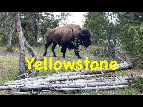 2024 Yellowstone National Park