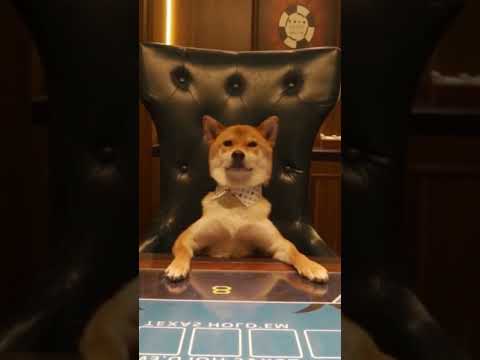 #shorts #funny poker face dog 🤣 Funniest 🐶 Dogs and 😻 Cats - Awesome Funny Pet Animals Videos 😇