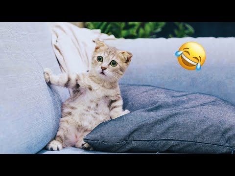 What are the TOP 3 Funniest Cats and Dogs Videos?