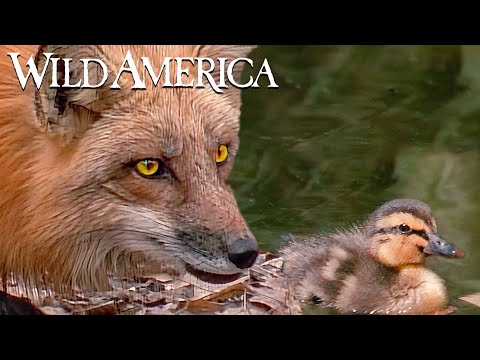 Wild America | S6 E5 Wings Over The Marsh | Full Episode HD