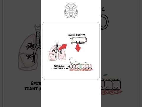 Pulmonology / Respiratory defence mechanism #physiology #medicine #shorts