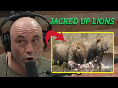 Joe Rogan Jacked Up Swamp Lions