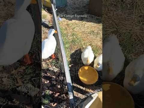 Introducing the baby ducks to the big girls 🪿♥️ They will stay in the coop while the big girls roam