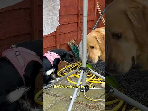 Golden retriever meets terrified rescue puppy