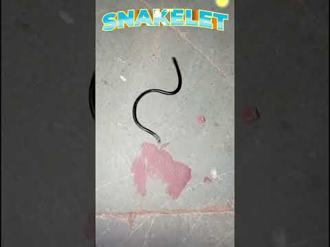 #snakelet #sapola  #सांपकाबच्चा #babysnake #short