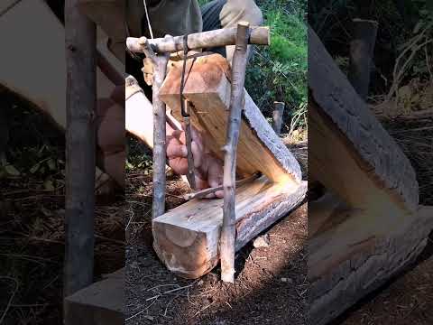 A trap made of stumps and sticks  #bushcraft #trap #survival