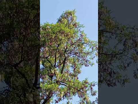 acacia tree near the crossing  #city #nature #tree