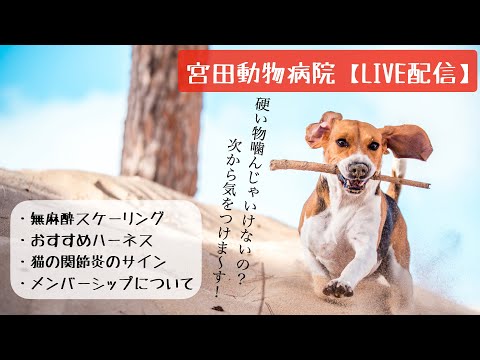 宮田動物病院 ライブ配信【MAHチャンネル】