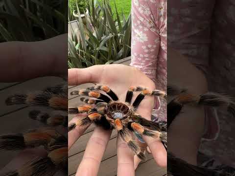 Let me show you the recent shed of my Mexican Red Knee Tarantula - an exoskeleton! 🤠🕷️