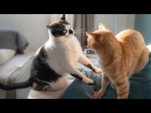 Try Not To Laugh Funny Cats and Dogs Videos 2024 😂 Best Funny Animals Videos