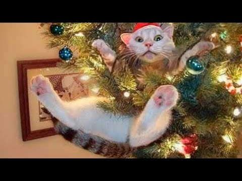 Funny Christmas Animal Videos – Cats and Dogs on Holidays 🎄🐱🐶 | #happynewyear #catvideos