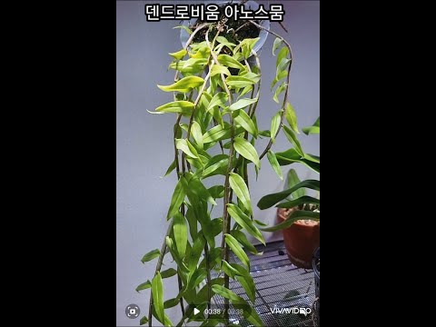 덴드로비움 아노스뭄 Den anosmum 특성과 키우는 방법