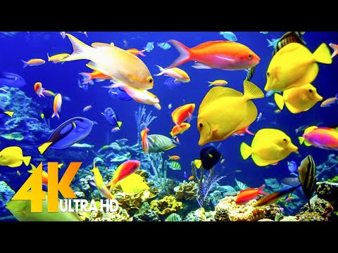 Aquarium 4K VIDEO (ULTRA HD) 🐠 Beautiful Coral Reef Fish - Healing Music for Relieving Stress #22