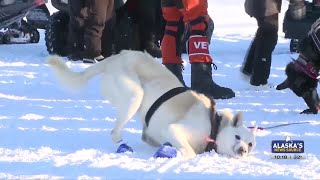 Iditarod 53: Holmes, Hall arrive to Unalakleet, while a family turns the trail into tradition