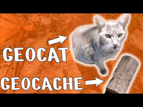 A Cat Helped me find this Geocache! | GeoTrek