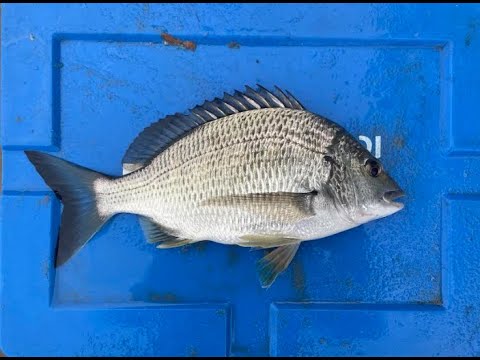 Sydney Fishing: Davidson Park &  Roseville Bridge