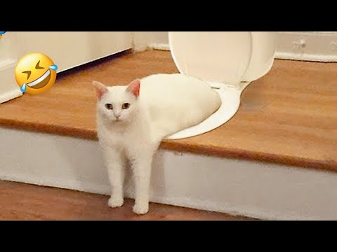 Try Not to Laugh Funny Animals Compilation 🤣