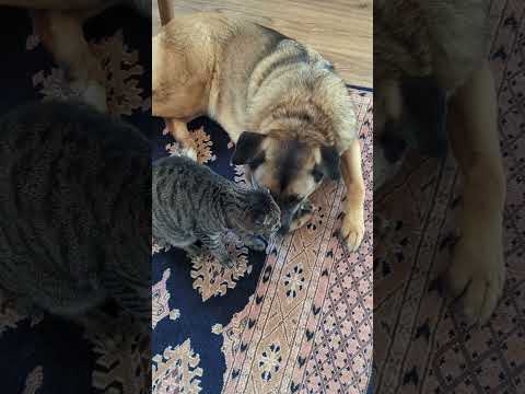 Cat Wishes Dog a Happy Mother's Day #cute #pets