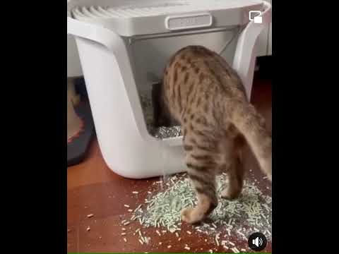 Funny Cats To Brighten Your Day Up #FunnyCats