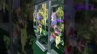 Yashi Group LG Transparent OLED ! #windowfacingdisplay #digitalsignage