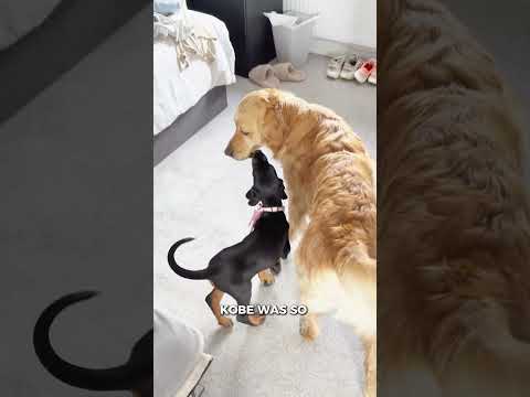 Adorable Puppy Demands Help From Big Brother