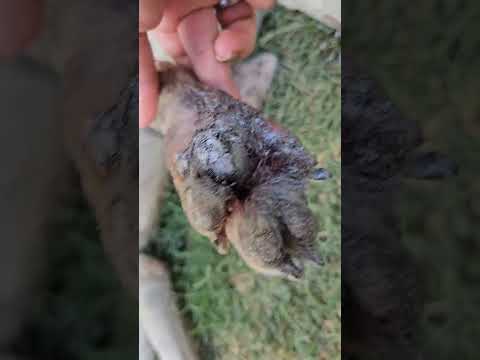 GRAPHIC: Flesh-Eating Maggots Claim This Hurting Pup’s Back Legs, Caretakers [STORY BELOW]