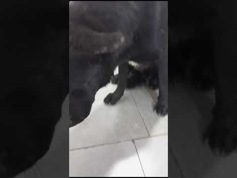 Innocent Pup Attacked By Dog, The Violent Assault Tearing The Flesh From His Body [STORY BELOW]