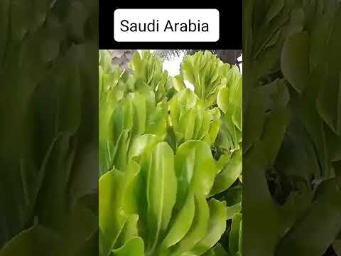 This is Saudi Arabia 😲 #saudiarabia #ismailvlogger #ramadan #2025 #tourist #shorts