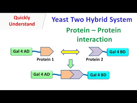 Yeast two hybrid system | Protein - protein interaction