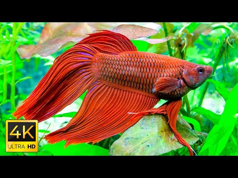 Aquarium 4K VIDEO ULTRA HD 🐠 Sea Animals With Relaxing Music - Rare & Colorful Sea Life Video #04