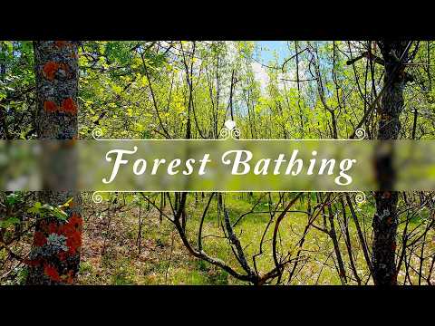 Forest Bathing  🌳Nature Therapy 🌳Deep Healing Meditation🌳 Positive Energy Morning Forest Bird Sounds