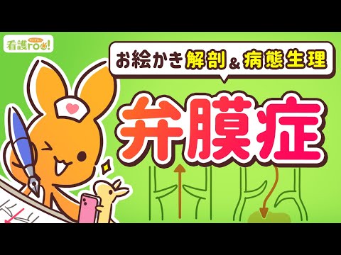 【循環器系】弁膜症｜お絵かき解剖＆病態生理