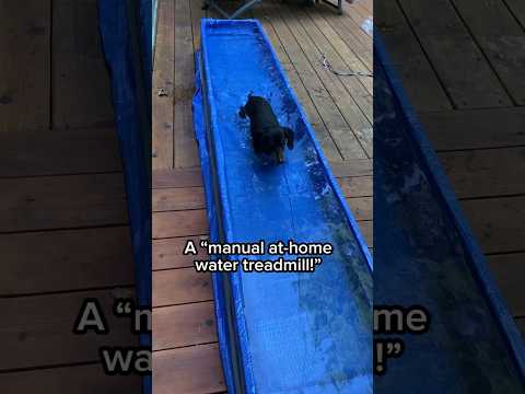 Homemade “Water Treadmill” for Dog’s Hydrotherapy #IVDD #Dachshund