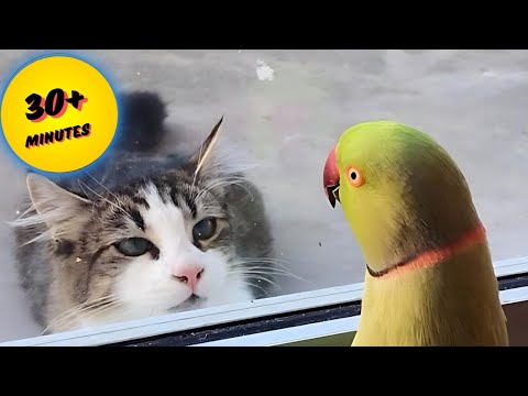 Top 101 Hilarious Cat and Dog Moments That Will Make You Laugh Out Loud!