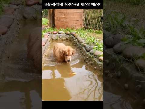 কুকুরটি যেভাবে মৎস্য চাষ করে | How the dog fishes 🥰🥰