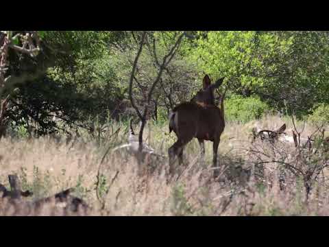 Mule Deer Doe and Female Turkeys along Turkey Creek Mothers Day 2024