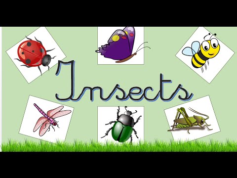 Insects:  English Language