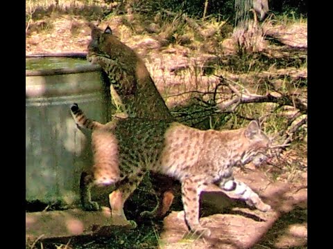 Wildlife camera along west Turkey Creek and a water tank Chiricahua Mountains  south east Arizona