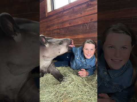 This unique and rare animal is a tapir, how friendly is Miss Amy - I loved meeting her! 🌍🙌🏻