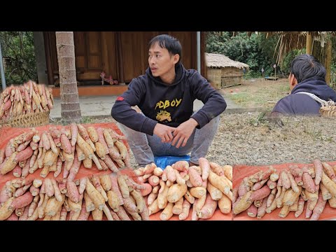 Single father, harvesting potatoes to sell, daily life looking for a new shelter