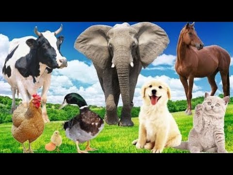 Collection_of_cute_animal_sounds__Cow,_Cat,_Chicken,_Dog,_Sheep,_Cat,_Horse_-_Cute_Animal_Moments