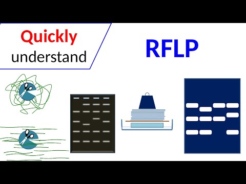 RFLP | Restriction Fragment Length Polymorphism