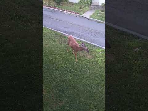 Our Friendly Deer Returns