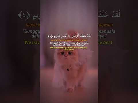 Beautiful recitation/Surah tin/watini wa zaitoon/ cute cats #shorts #cats