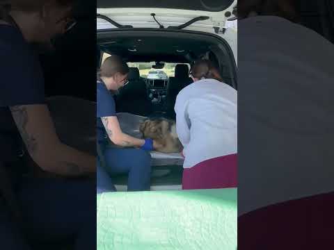 UPS Truck OBLITERATES German Shepherd, Paw Dangling Like Piece Of Meat As She Cries [STORY BELOW]